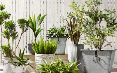 Metal Flower Pots: Are They Best for Your Garden?