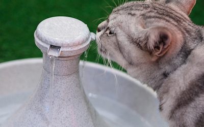 Why Your Pets Need a Water Fountain