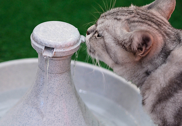 best cat water fountains