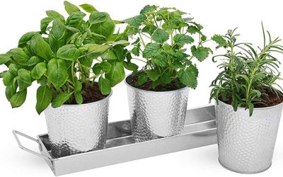 Edible Plants that can be Grown in Metal Pots