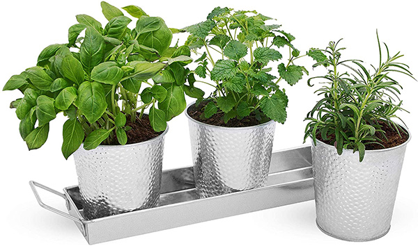 growing plants in metal pots